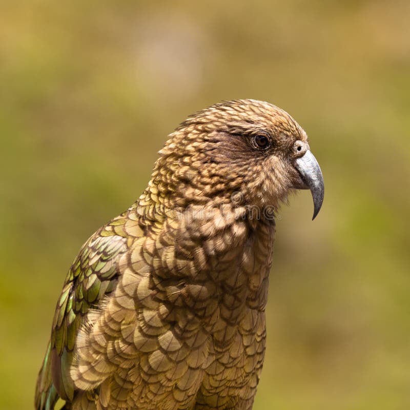 Portrait of NZ alpine parrot Kea, Nestor notabilis