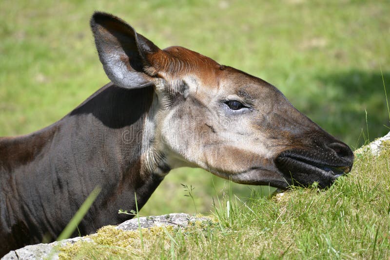 Portrait of okapi (Okapia johnstoni) eating grass. Portrait of okapi (Okapia johnstoni) eating grass