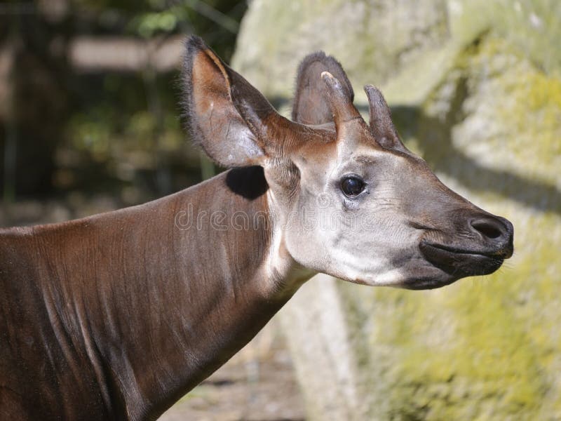 Portrait of okapi Okapia johnstoni