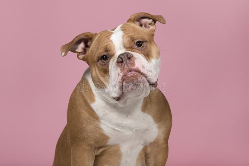 Portrait of an old english bulldog looking at the camera on a pink background royalty free stock photography Portrait of an old english bulldog looking at the camera on a pink background royalty free stock photography