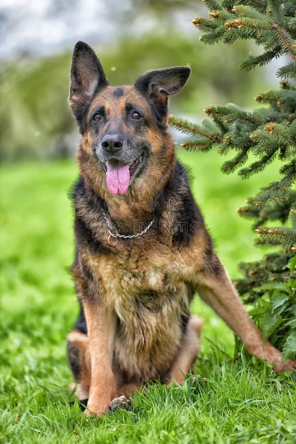 Portrait of an Old German Shepherd Stock Image Image of male