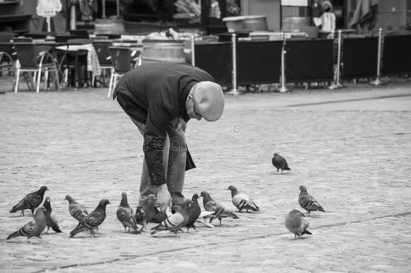 portrait of old man feeding pigeons on main place stock image portrait of old man feeding pigeons on main place stock image