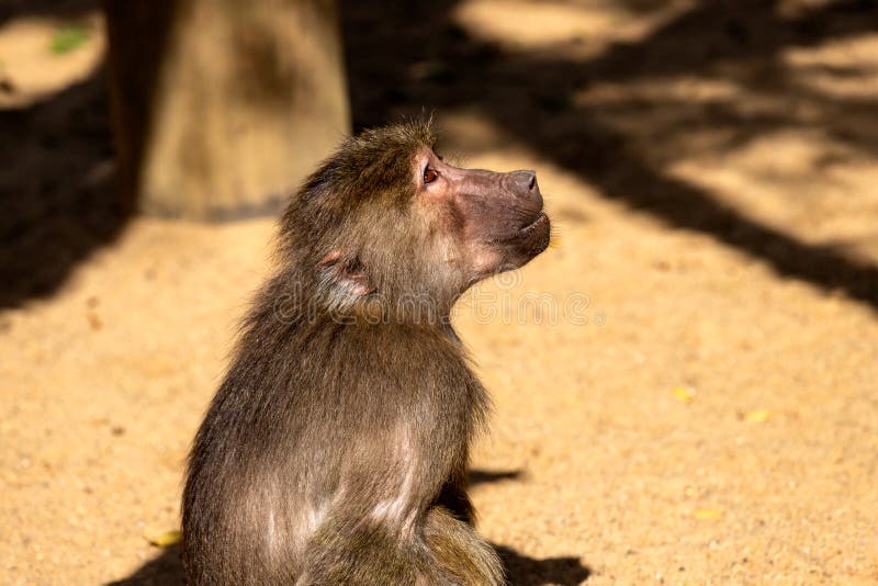 Portrait of Old World hamadryas baboon adult female monkey stock images Portrait of Old World hamadryas baboon adult female monkey stock images