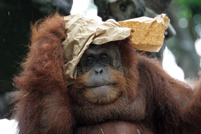 Portrait of orangutan stock images