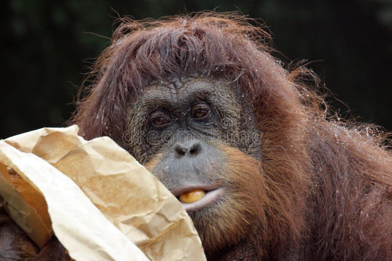 Portrait of orangutan royalty free stock photo