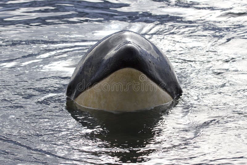 Portrait of a orca or killer whale peeking of the water stock photos Portrait of a orca or killer whale peeking of the water stock photos