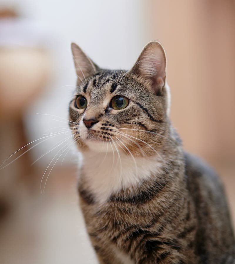 Portrait of an Ordinary Striped Cat. Stock Photo - Image of animal ...