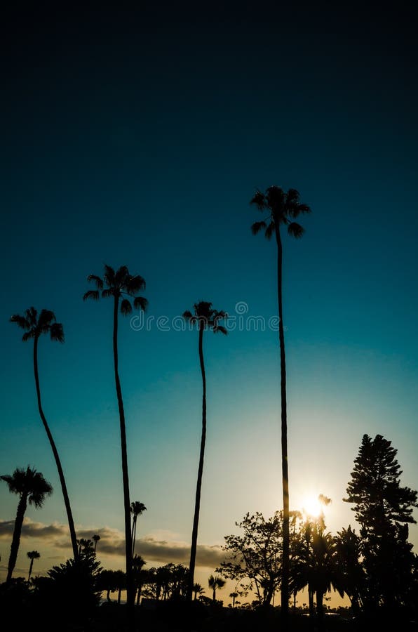 Portrait orientation of a sunset with palm trees in Laguna Beach California. Artistic filter applied