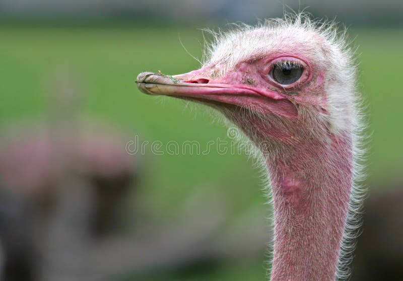 A Portrait of Ostrich