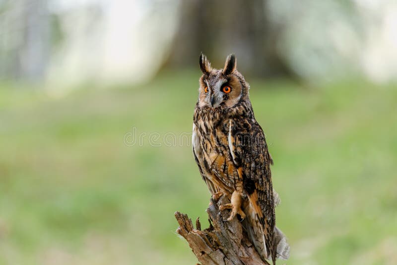 Portrait of owl. Long-eared owl, Asio otus, perched on rotten stump in green forest. Detail of beautiful owl with big orange eyes stock images