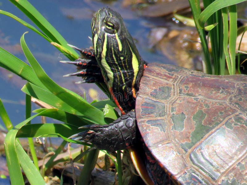Thornhill the portrait of a Painted Turtle 2016