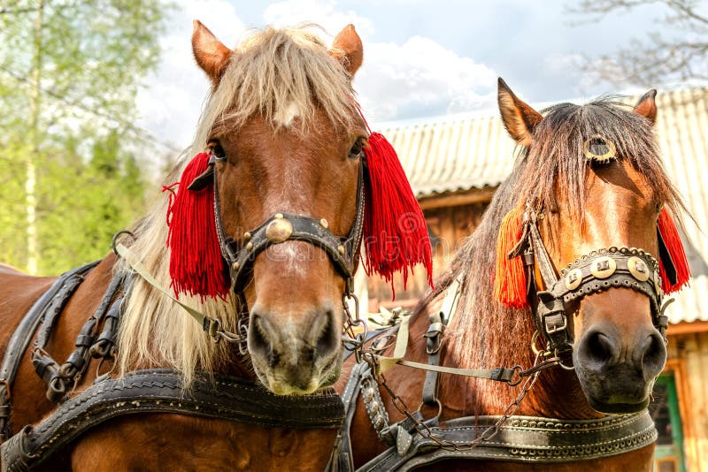Portrait of pair of brown horses heads, in a harness stand on t stock photo Portrait of pair of brown horses heads, in a harness stand on t stock photo