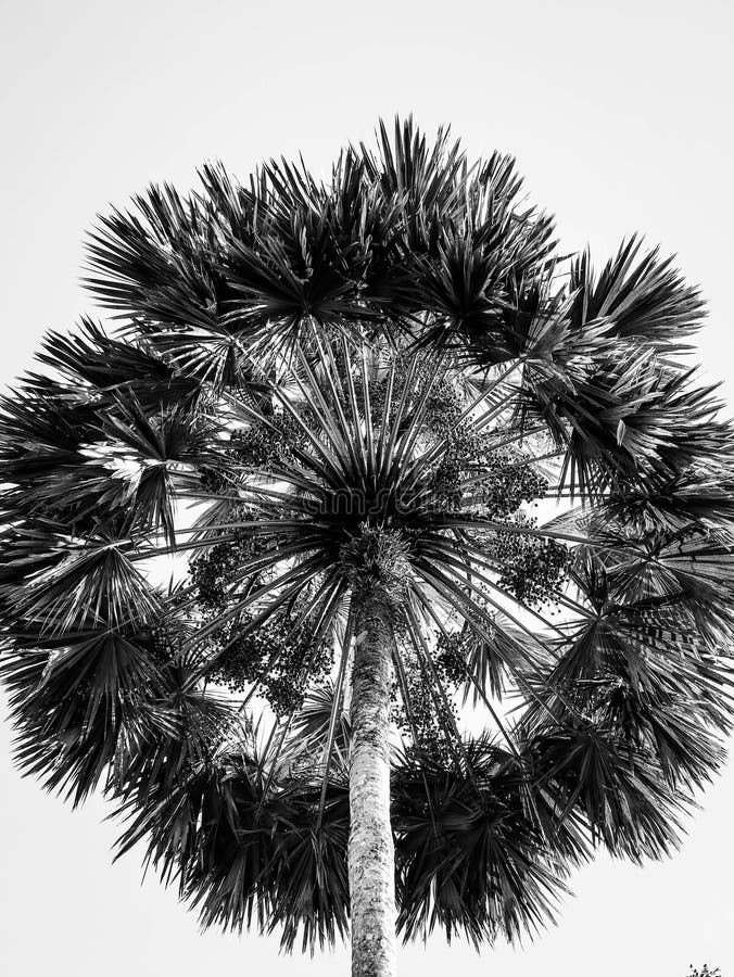Portrait of a Palm Tree in Black and White Stock Image Image of palm