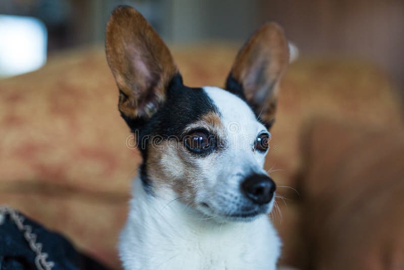 Portrait of a Papijack, a Cross of a Jack Russell and Papillon Stock