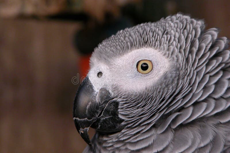 Portrait of a grey Parrot bird