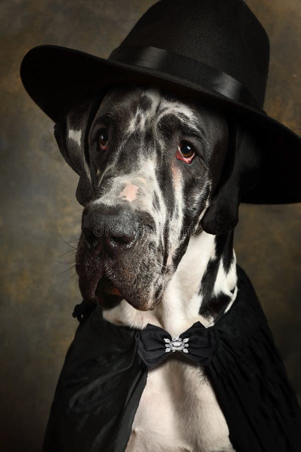 great dane bow tie