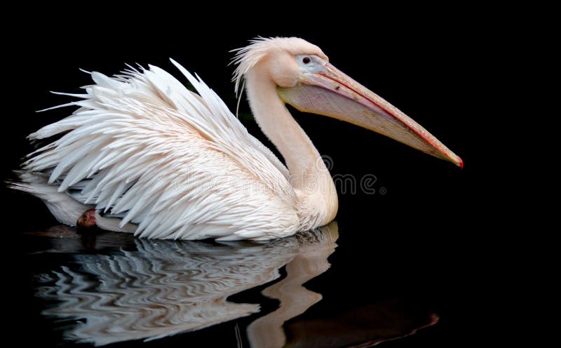 A portrait of a pelican swimming set against a black background, wth a reflection on the rippling water underneath.