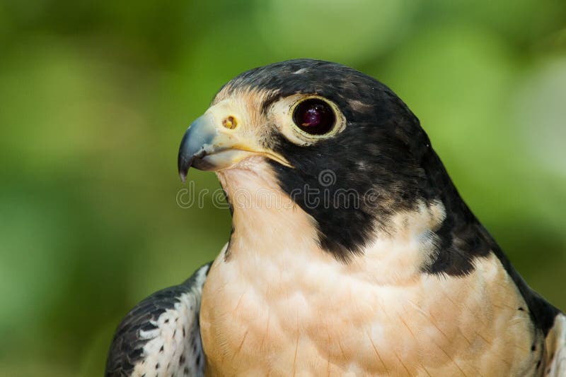 Portrait of a peregrine falcon royalty free stock images Portrait of a peregrine falcon royalty free stock images