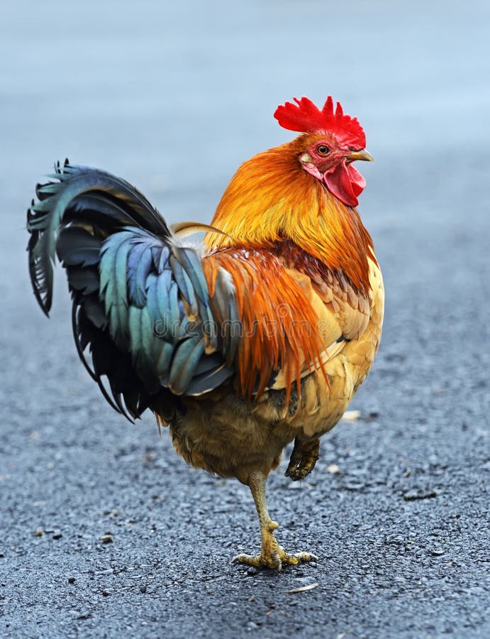 Portrait pet rooster