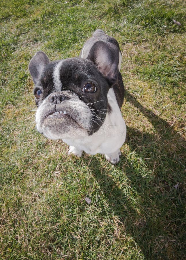 Portrait Picture of a French Bulldog Puppy Who is Standing in the Yard ...