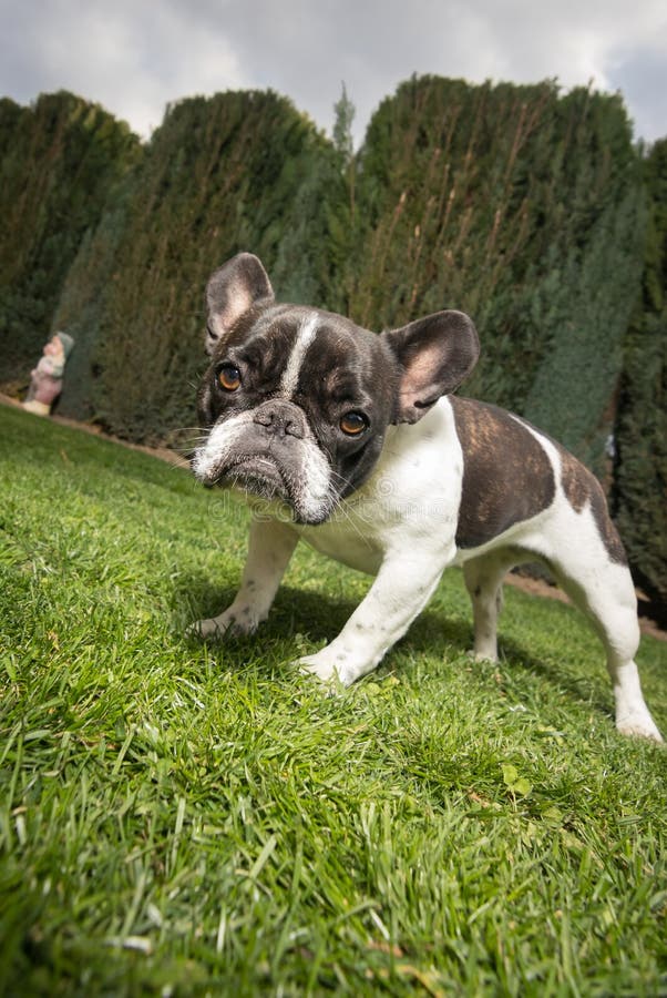 Portrait Picture of a French Bulldog Puppy Who is Standing in the Yard ...