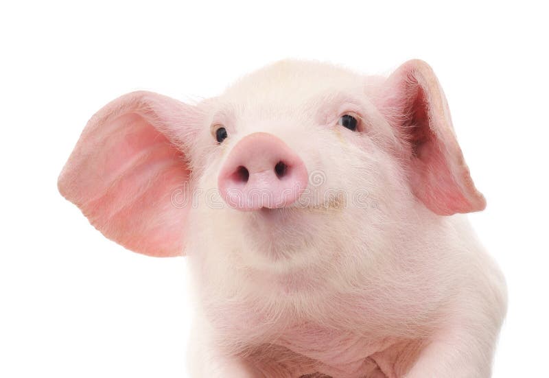 Portrait of a pig