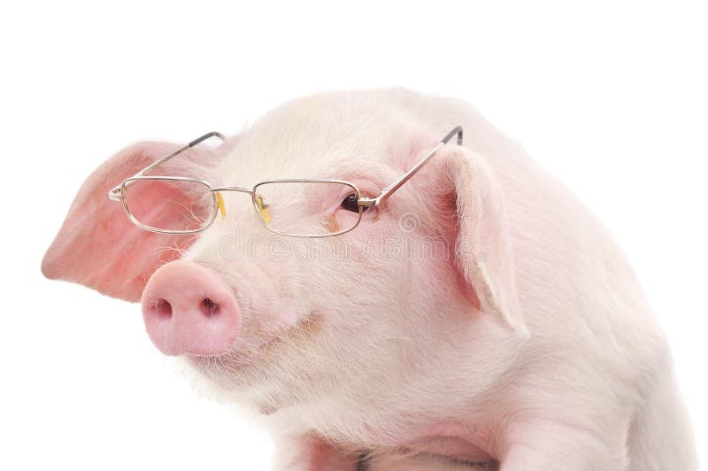 Portrait Of A Pig In Glasses Stock Photo - Image of white, photography