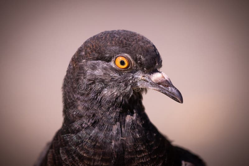 Portrait of a  pigeon close up in profile