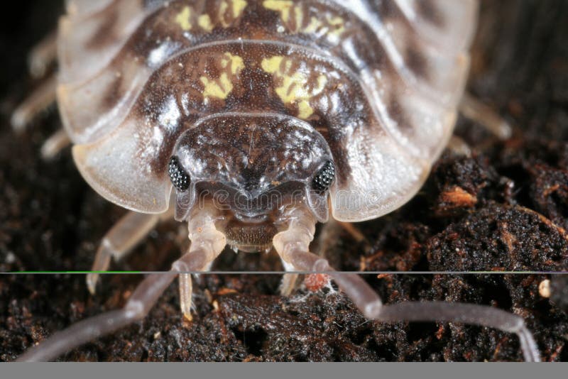 Portrait of a pill bug from the front