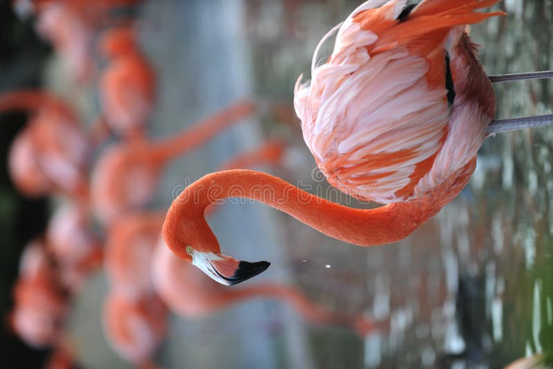 Portrait of a pink flamingo with drops.