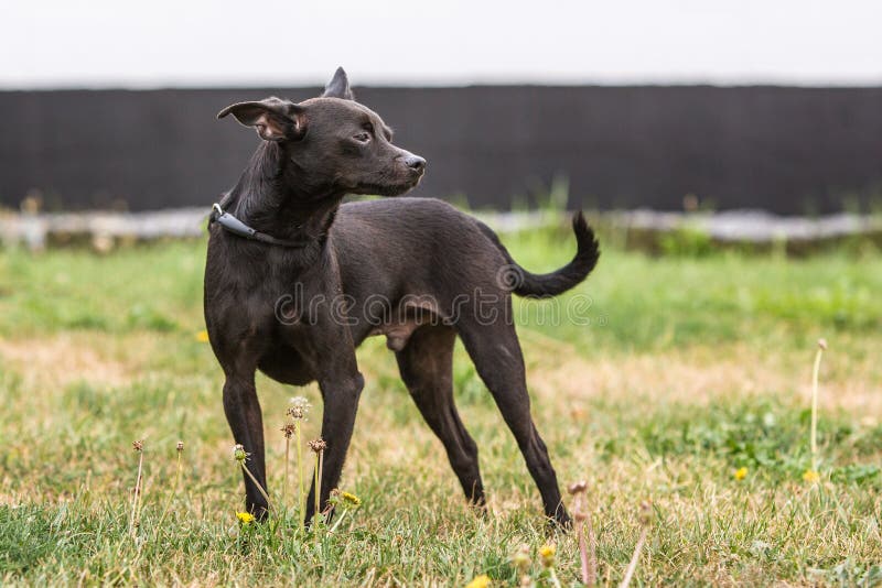 Portrait of Pinscher Dog Living in Belgium Stock Photo - Image of grass, abandoned: 124631044 Portrait of Pinscher Dog Living in Belgium Stock Photo - Image of grass, abandoned: 124631044