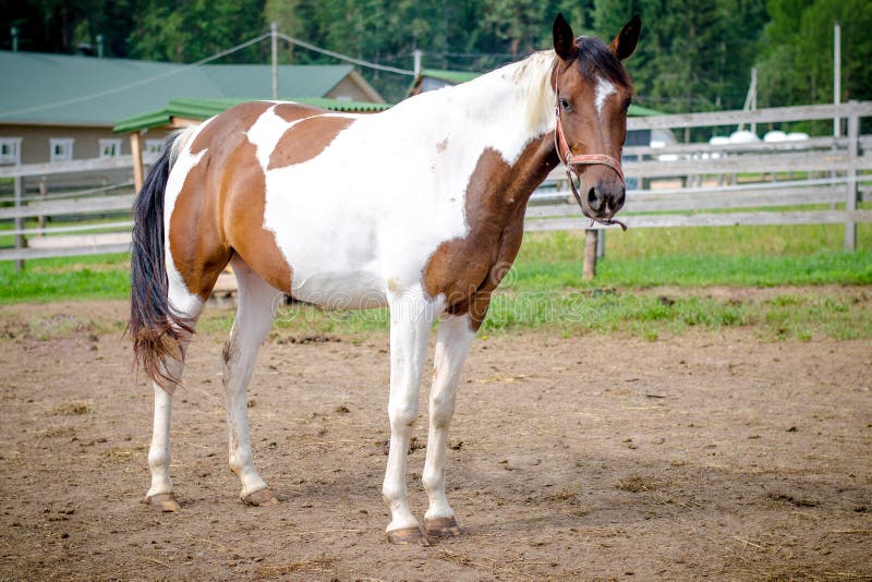 Portrait of pinto mare horse in paddock in daytime