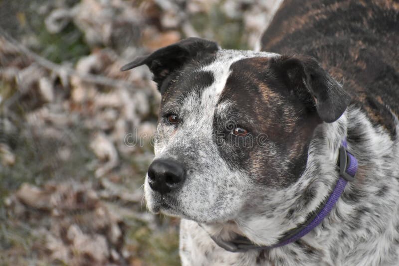 blue heeler and pit mix