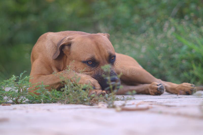 boerboel mix pitbull puppies