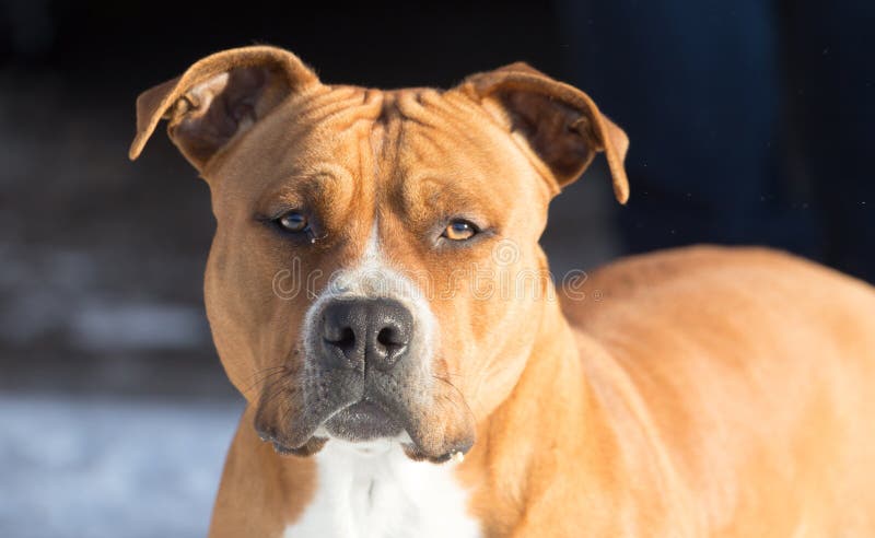 Portrait of a pit bull dog