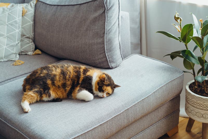 Portrait of pleased, well-fed, lazy multicolor cat sleeping on the gray couch in modern interior. Funny fluffy cat in cozy home atmosphere. Hygge home. Selective focus, copy space.