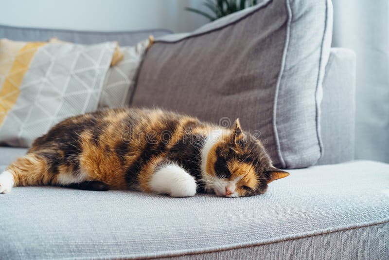 Portrait of pleased, well-fed, lazy multicolor cat sleeping on the gray couch in modern interior. Funny fluffy cat in cozy home atmosphere. Hygge home. Selective focus, copy space.