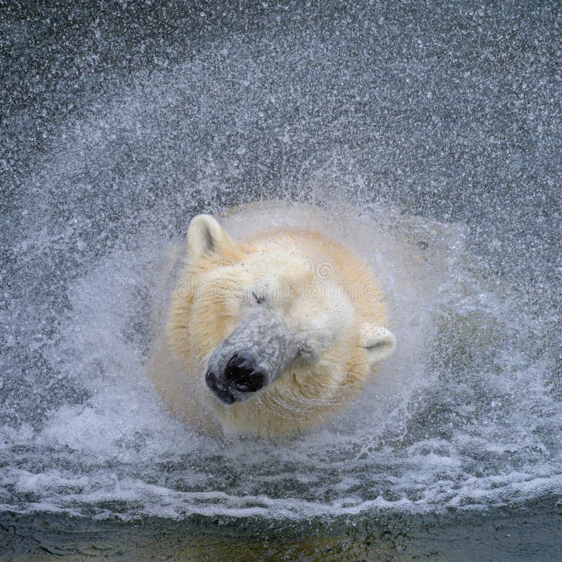 Portrait of a polar bear in the water
