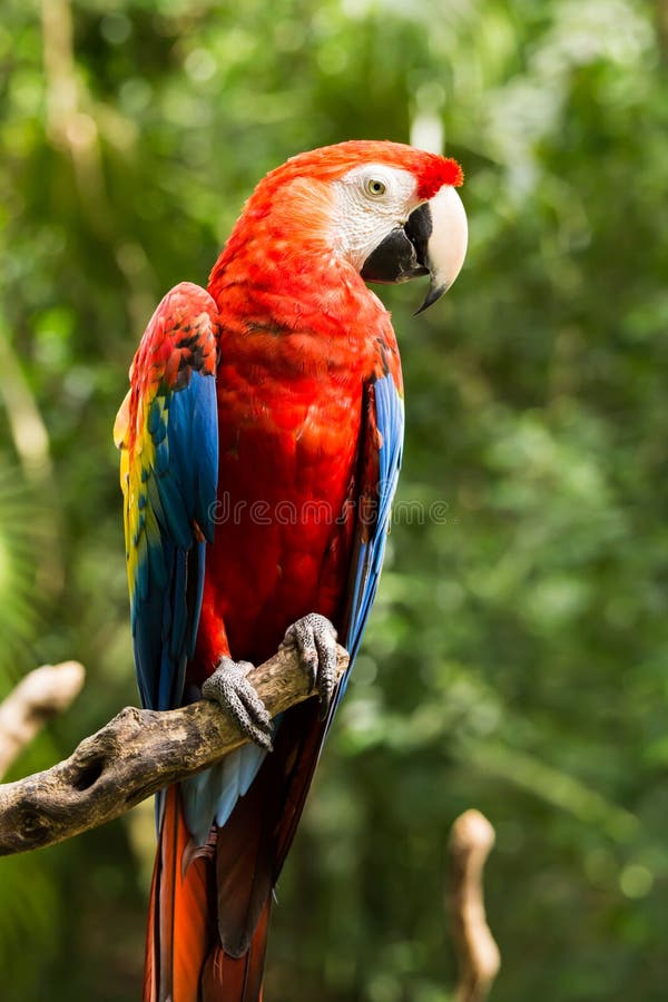 Portrait of Portrait of Scarlet Macaw parrot