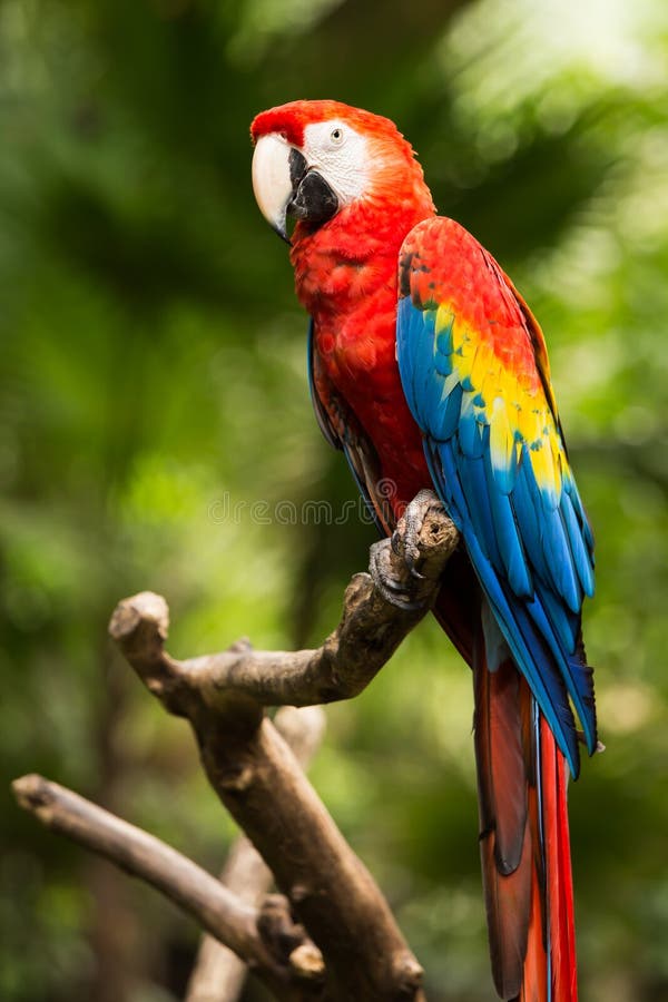 Portrait of Portrait of Scarlet Macaw parrot