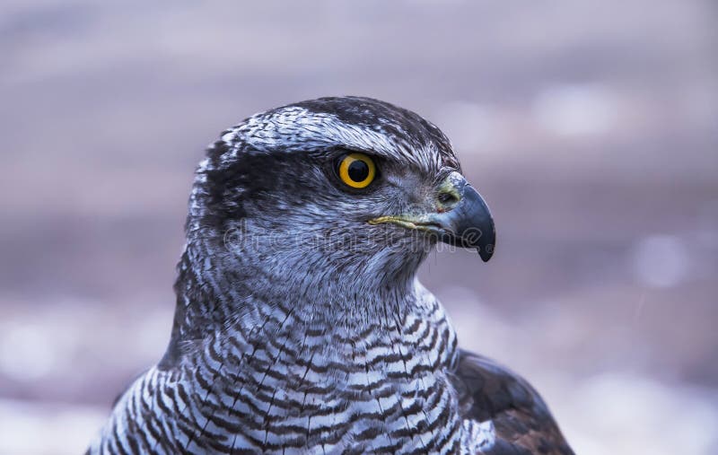 Portrait of a Predatory Falcon. Stock Photo - Image of feather, animal:  108564052