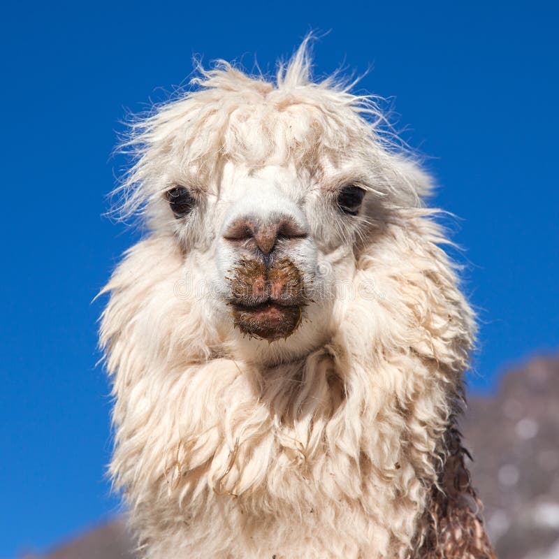 Lama Ou Lama Un Portrait De Tête D'animal Isolé Sur Noir Image stock -  Image du domestique, poilu: 216557869