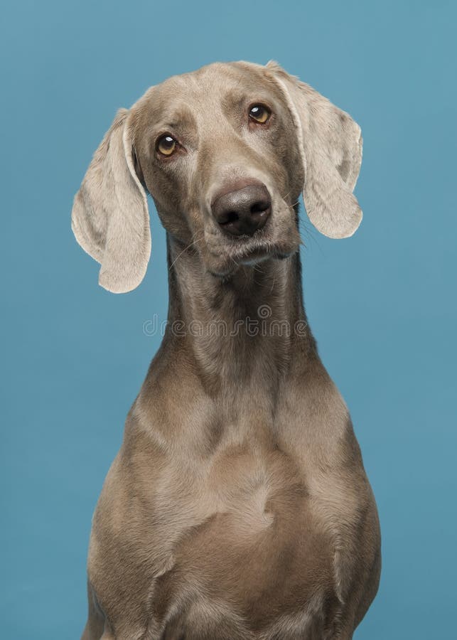 Portrait of a weimaraner dog on a blue background stock image Portrait of a weimaraner dog on a blue background stock image