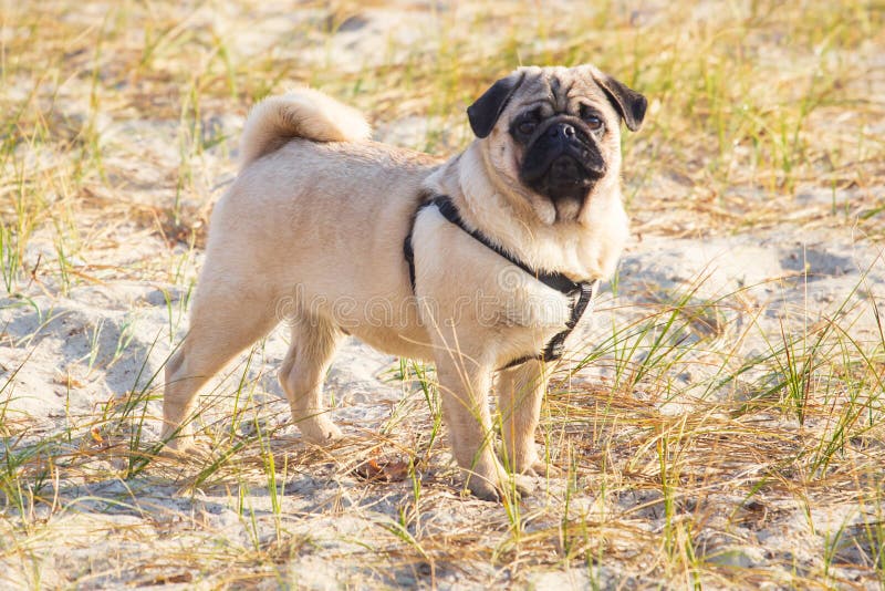 Portrait of a pug dog with big sad eyes and a questioning look on the beach royalty free stock photo Portrait of a pug dog with big sad eyes and a questioning look on the beach royalty free stock photo