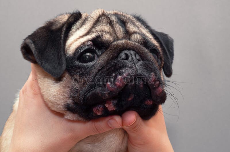 Portrait of a Pug Dog with Red Inflamed Wounds on His Face. Dog Allergy