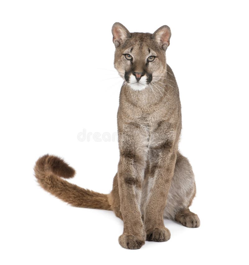 animal puma branco