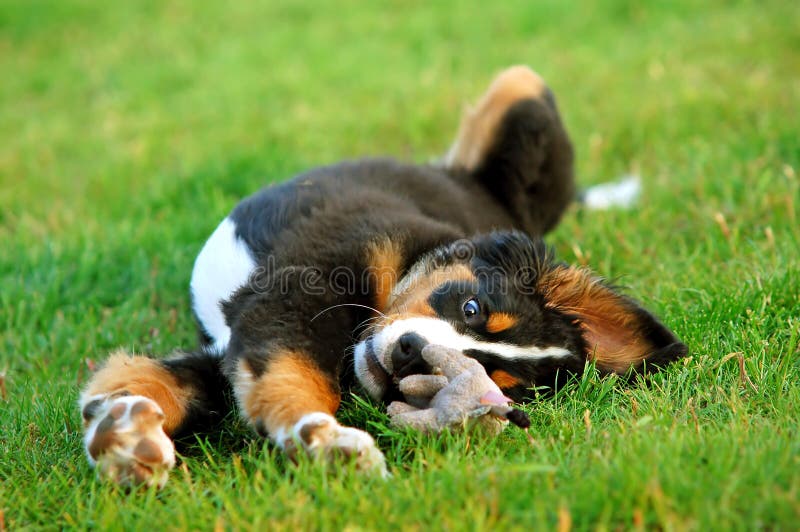 Portrait of puppy Bernese moun