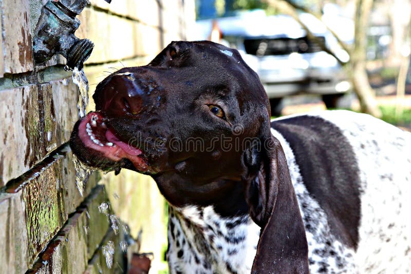Portrait of a Puppy Drinking Water. This is my german shorthaired pointer puppy, Vanity, enjoying some fresh cool water from the outside faucet royalty free stock photography Portrait of a Puppy Drinking Water. This is my german shorthaired pointer puppy, Vanity, enjoying some fresh cool water from the outside faucet royalty free stock photography