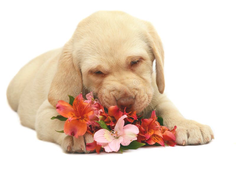 Portrait of puppy with a flower.