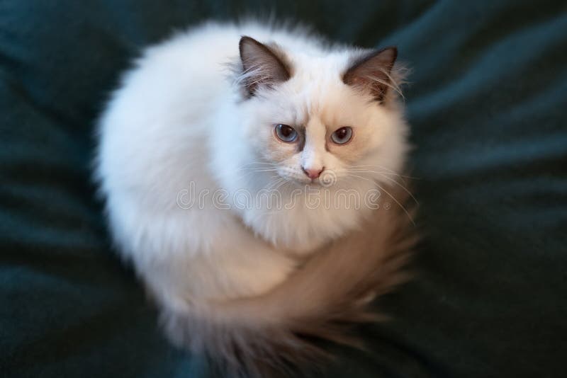 Portrait Quality Blue-eyed White Ragdoll Kitten Stock Photo - Image of dark, blueeyed: 174056048 Portrait Quality Blue-eyed White Ragdoll Kitten Stock Photo - Image of dark, blueeyed: 174056048